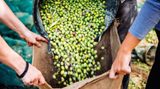 Nurturing Nature's Symphony: The Art of Biodynamic Olive Farming